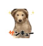 さらちゃんのスタ（個別スタンプ：5）