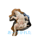 ブルドックのムギくん（個別スタンプ：1）