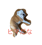 ブルドックのムギくん（個別スタンプ：3）