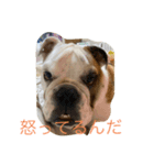 ブルドックのムギくん（個別スタンプ：4）