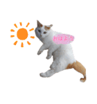 猫のかりん【日常編】（個別スタンプ：1）