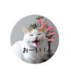 猫のかりん【日常編】（個別スタンプ：4）