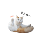 猫のかりん【日常編】（個別スタンプ：7）
