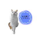 猫のかりん【日常編】（個別スタンプ：8）