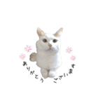 猫のかりん【日常編】（個別スタンプ：10）