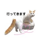 猫のかりん【日常編】（個別スタンプ：13）