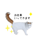 猫のかりん【日常編】（個別スタンプ：14）