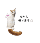 猫のかりん【日常編】（個別スタンプ：16）