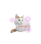 猫のかりん【日常編】（個別スタンプ：17）