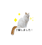 猫のかりん【日常編】（個別スタンプ：18）