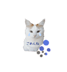猫のかりん【日常編】（個別スタンプ：19）