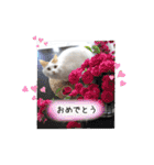 猫のかりん【日常編】（個別スタンプ：20）