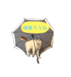 猫のかりん【日常編】（個別スタンプ：24）