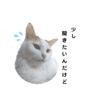 猫のかりん【日常編】（個別スタンプ：25）