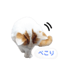 猫のかりん【日常編】（個別スタンプ：31）