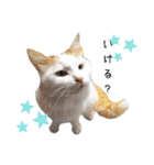 猫のかりん【日常編】（個別スタンプ：32）