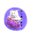 猫のかりん【日常編】（個別スタンプ：33）