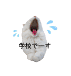 猫のかりん【日常編】（個別スタンプ：36）