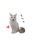 猫のかりん【日常編】（個別スタンプ：37）