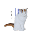 猫のかりん【日常編】（個別スタンプ：38）