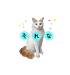 猫のかりん【日常編】（個別スタンプ：39）
