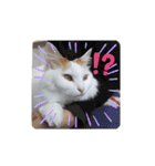 猫のかりん【日常編】（個別スタンプ：40）