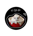 三匹の鼠と一匹の猫（個別スタンプ：1）