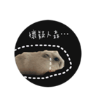 三匹の鼠と一匹の猫（個別スタンプ：2）