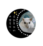 三匹の鼠と一匹の猫（個別スタンプ：6）
