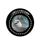 三匹の鼠と一匹の猫（個別スタンプ：7）