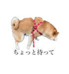 柴犬あずき5歳（個別スタンプ：1）