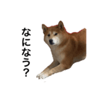 柴犬あずき5歳（個別スタンプ：2）
