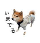 柴犬あずき5歳（個別スタンプ：3）