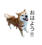 柴犬あずき5歳（個別スタンプ：5）