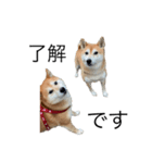柴犬あずき5歳（個別スタンプ：6）