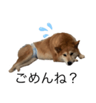柴犬あずき5歳（個別スタンプ：7）