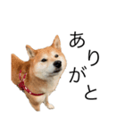 柴犬あずき5歳（個別スタンプ：8）