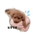 ♡コロちゃん♡（個別スタンプ：3）