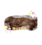 ♡コロちゃん♡（個別スタンプ：13）