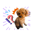 coco スタンプ②（個別スタンプ：1）