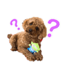 coco スタンプ②（個別スタンプ：5）