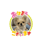 愛犬のラテのスタンプ（個別スタンプ：1）