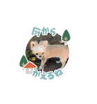 愛犬のラテのスタンプ（個別スタンプ：2）