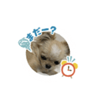 愛犬のラテのスタンプ（個別スタンプ：3）