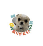 愛犬のラテのスタンプ（個別スタンプ：4）