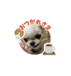 愛犬のラテのスタンプ（個別スタンプ：5）