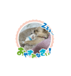 愛犬のラテのスタンプ（個別スタンプ：6）