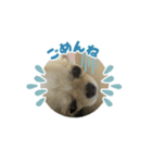 愛犬のラテのスタンプ（個別スタンプ：7）