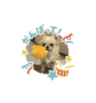 愛犬のラテのスタンプ（個別スタンプ：8）