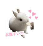 うさぎのルナ（個別スタンプ：1）